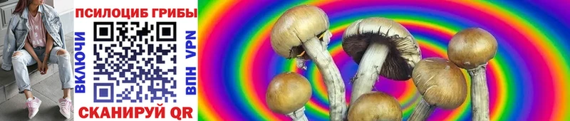 Псилоцибиновые грибы Cubensis  Пудож 